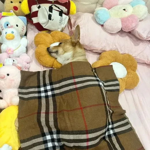 Boss cưng từng ghé tiệm MITUU