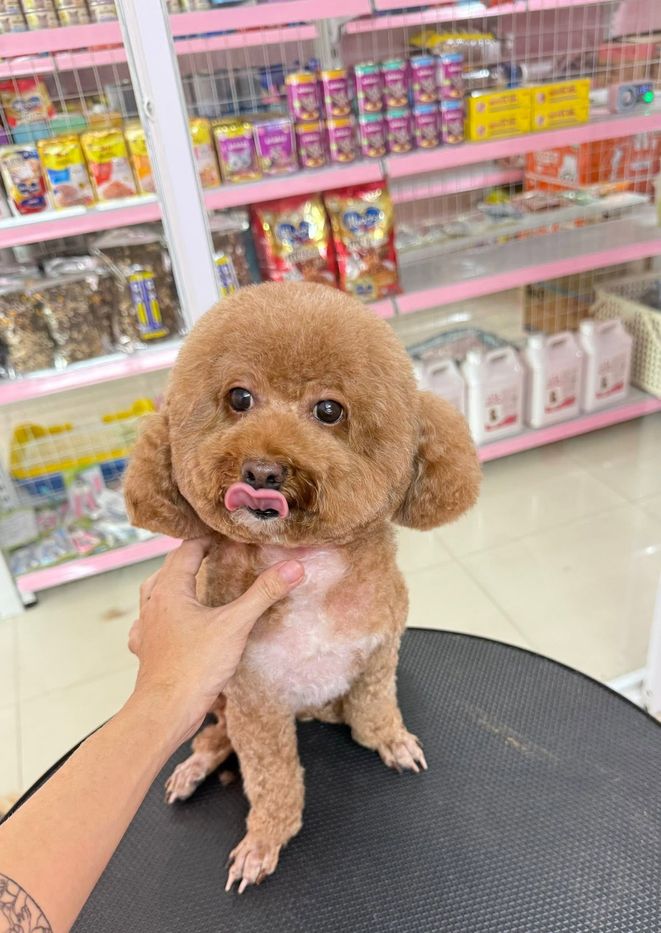Bé Poodle nâu sau khi grooming tại MITUU