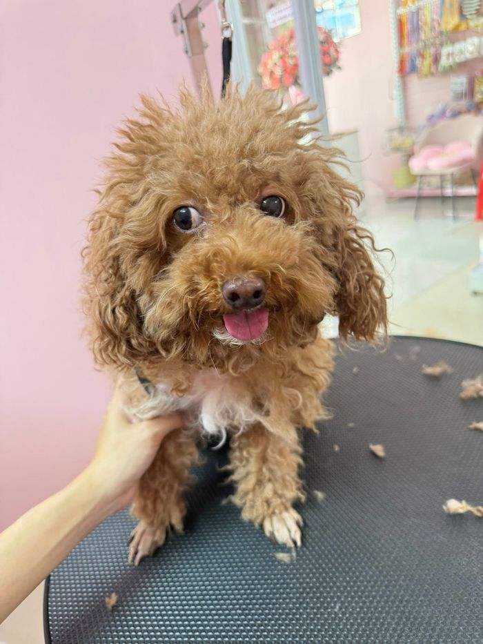 Bé Poodle nâu trước khi grooming tại MITUU