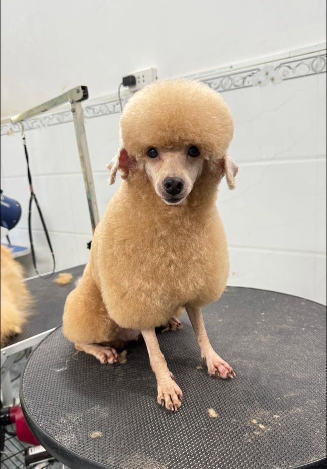 Bé Poodle vàng mơ sau khi grooming tại MITUU