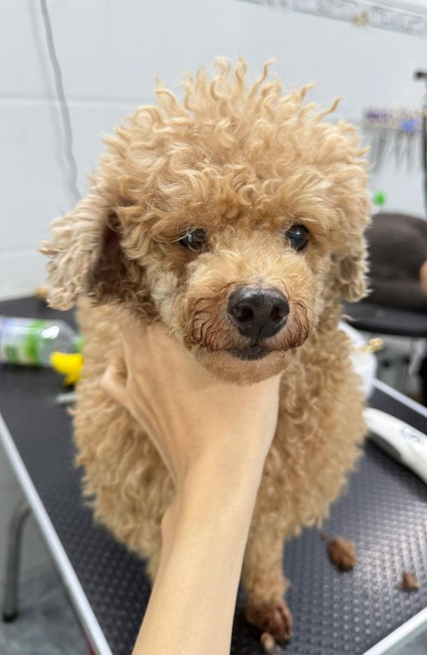 Bé Poodle vàng mơ trước khi grooming tại MITUU