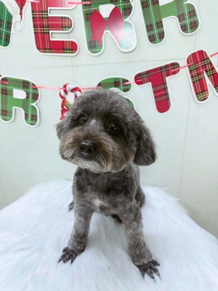 Bé cún xám sau khi grooming tại MITUU