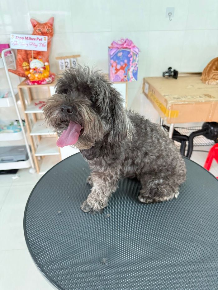 Bé cún xám trước khi grooming tại MITUU