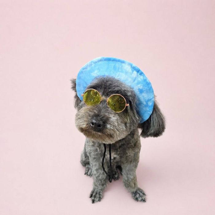 Bé cún muối tiêu sau khi grooming tại MITUU