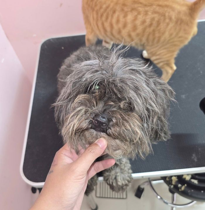 Bé cún muối tiêu trước khi grooming tại MITUU