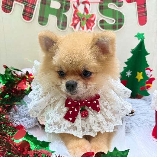 Boss cưng từng ghé tiệm MITUU