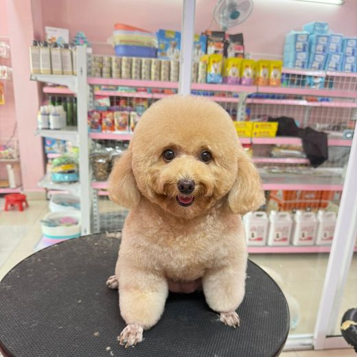 Boss cưng từng ghé tiệm MITUU