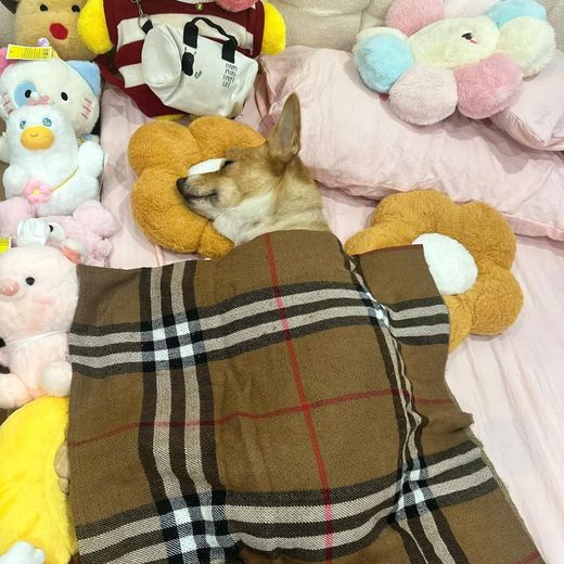 Boss cưng từng ghé tiệm MITUU