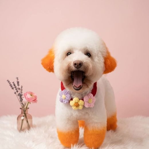 Boss cưng từng ghé tiệm MITUU